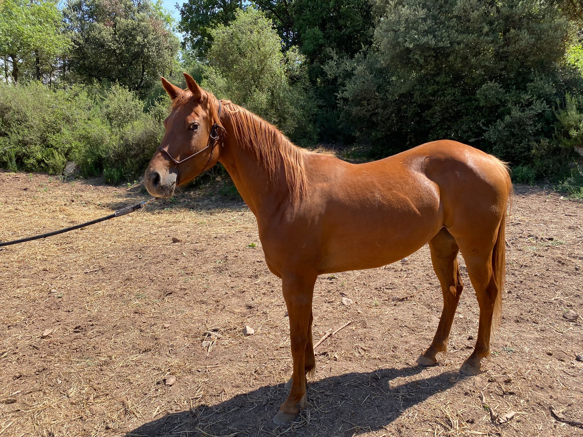 La Codina - Cría y venta de Cuartos de milla, Pintos y Appaloosas
